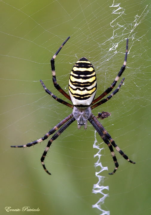 Argiope bruennichi